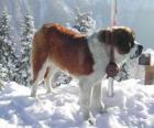 St Bernard, boynuna brendi namlulu bir kurtarma köpeği